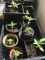 rps20170424 172417