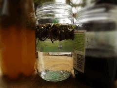 willow water phase 1 ( eau de saule )
