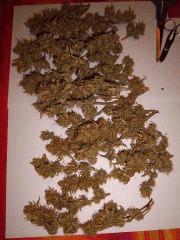 résultat PM white widow aprés manicure