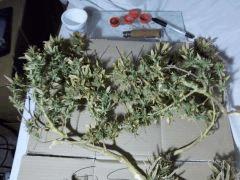 la w.widow x b.bud !!!