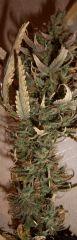 BUD SLEESTACK BONUS MAJ 8 Min