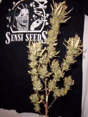 sleestack
