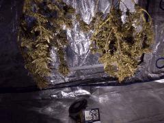 3 jours tête en bas !!!A gauche la Sleestack et a droite la w.widow x b.bud !!!