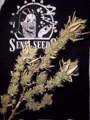 sleestack