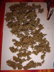 résultat PM white widow aprés manicure