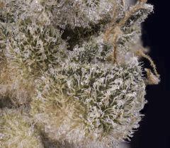 Sour Tangie #3 2016 Crocket Farms family
