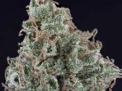 Master Kush #2 2017 White label Reg