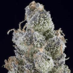 Sour Tangie #6 2016 Crocket farms family