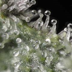 Sour Tangie #6 2016 Crockett family farms