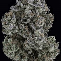 Sour Tangie #6 2016 Crocket farms family