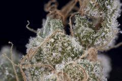 Sour Tangie #3 2016 Crocket Farms family