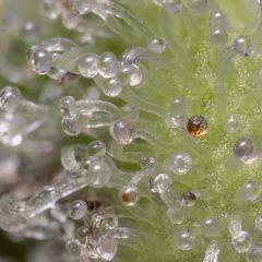 Jack Herer #3 2017 90 jours de 12/12