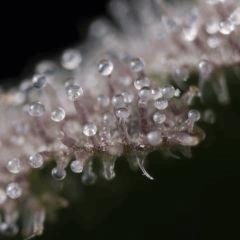 Pourpre trichome