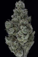 Sour Tangie #6 2016 Crocket farms family