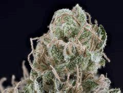 Master Kush #1 2017 White label Reg