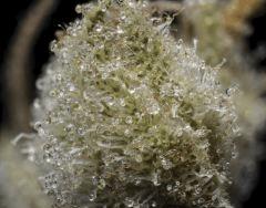 Sour Tangie #6 2016 Crocket farms family