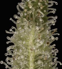 Jack Herer #3 2017 90 jours de 12/12
