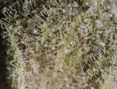 Master Kush #2 2017 White label Reg