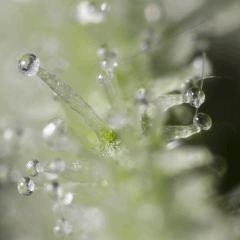 Le big trichome