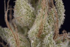 Sour Tangie #6 2016 Crocket farms family
