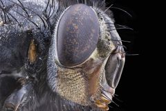 La mouche