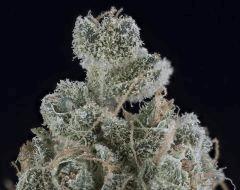 Sour Tangie #3 2016 Crocket Farms family