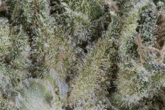 Master Kush #2 2017 White label Reg