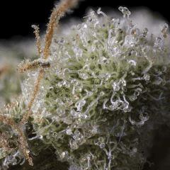 Master Kush #2 2017 White label Reg