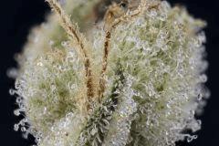 Sour Tangie #6 2016 Crocket farms family