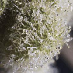 Master Kush #1 2017 White label Reg