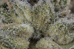 Sour Tangie #6 2016 Crocket farms family