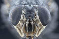 Mouche bleue