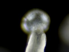 Trichome lune