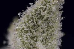 Sour Tangie #6 2016 Crocket farms family
