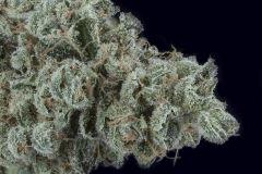 Sour Tangie #3 2016 Crocket Farms family