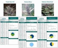 Purple Haze, Panama Diosa & Pakistan Chitral Kush - Profils Des Terpènes