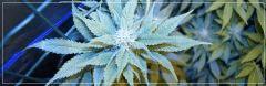 FLO +30 blue thaï Bud B