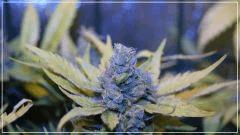 FLO +60 Uk cheese Bud A