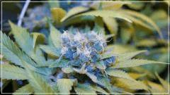 FLO +60 blue thaï Bud A
