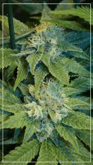 FLO +39 blue thaï Bud B