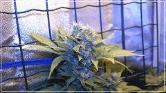 FLO +50 blue thaï Bud A
