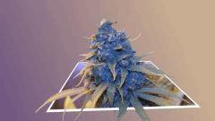 3D FLO +60 Tangie Ghost Train#1