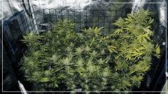 FLO +50 sans Hps