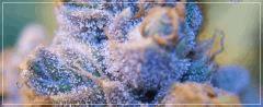 FLO +57 macro