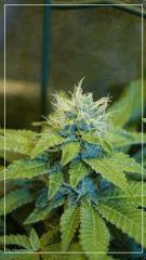 FLO +39 bubblegum Bud B