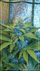 FLO +39 bubblegum Bud A
