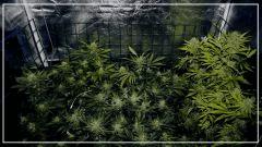 FLO +39 HPS éteinte avant démarrage A
