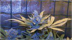 FLO +50 UK cheese Bud A