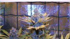 FLO +60 Uk cheese Bud B