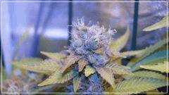 FLO +60 bubblegum Bud A